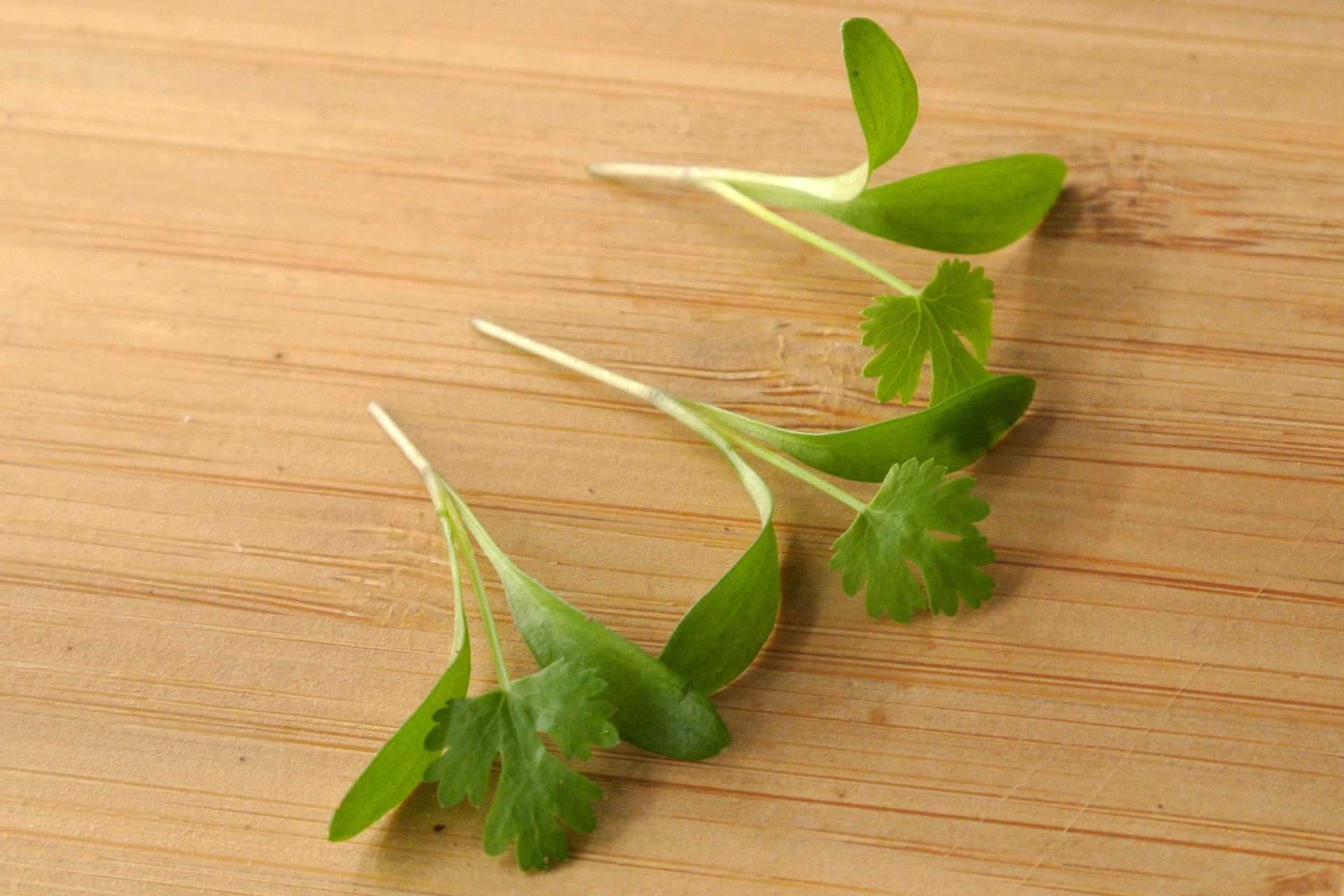 Cilantro - Imagen 2