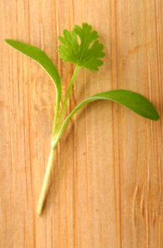 Cilantro