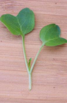 Rabanito Daikon