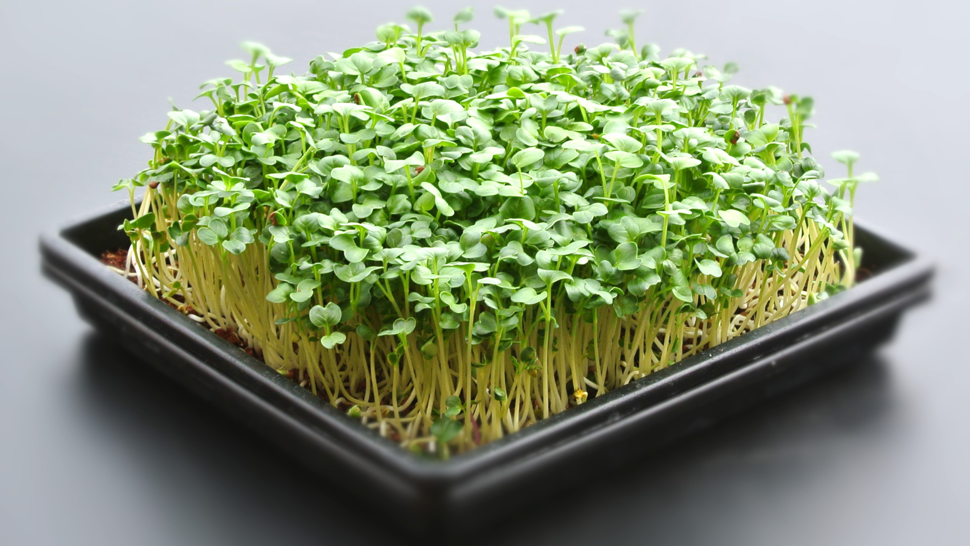 Rabanito Daikon - Imagen 3