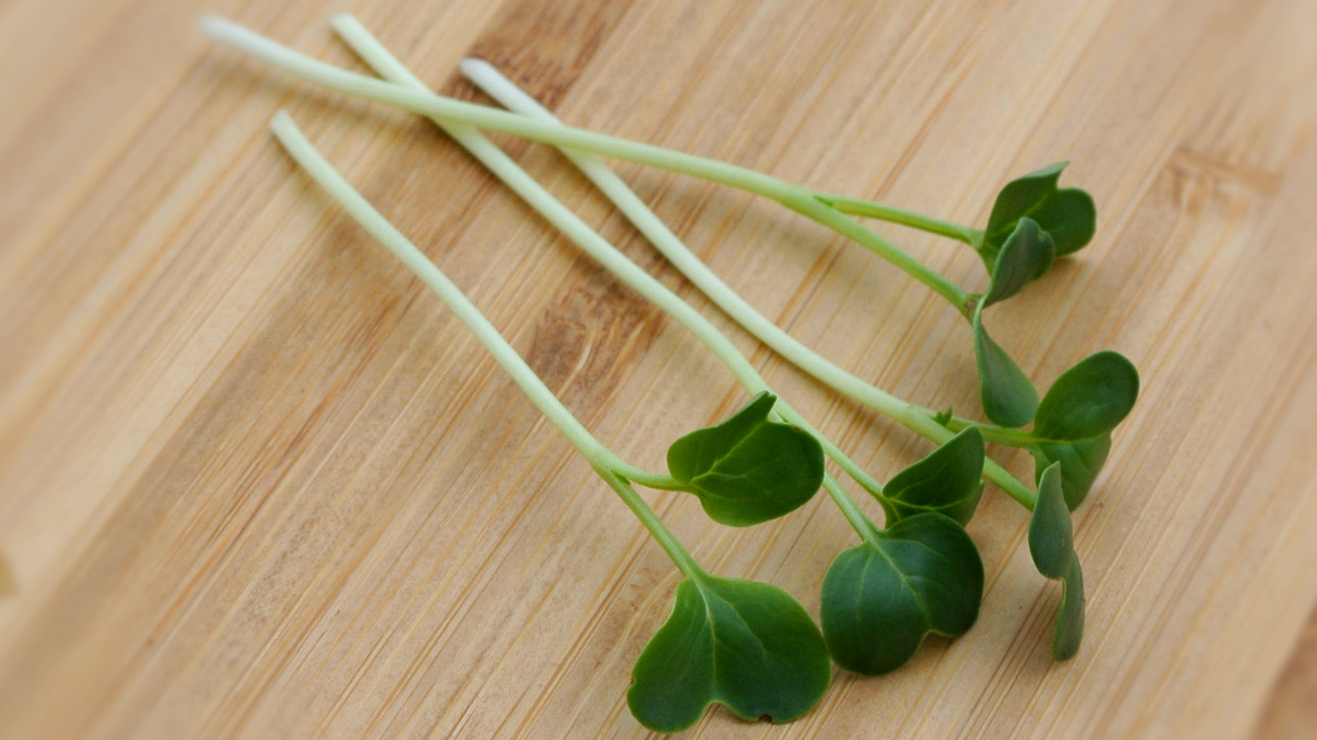 Rabanito Daikon - Imagen 2