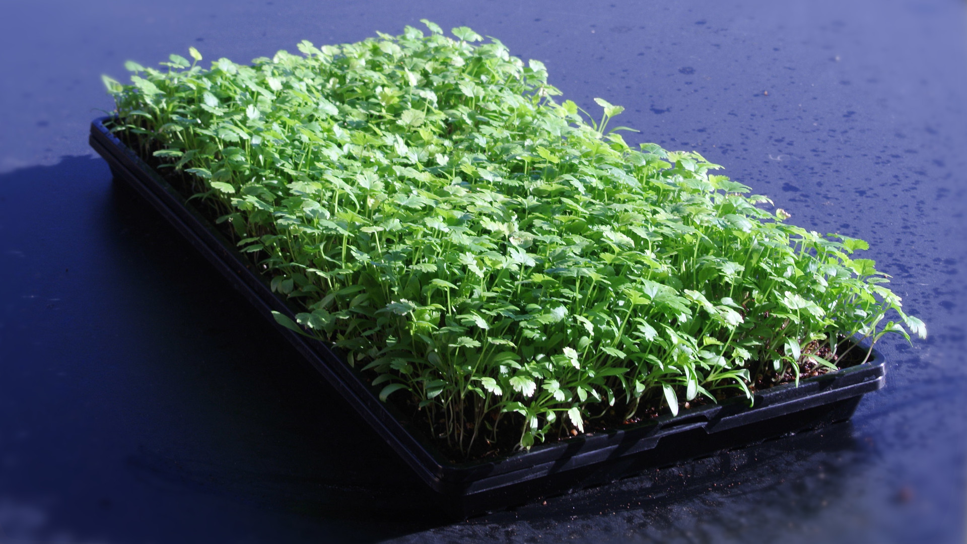 Cilantro - Imagen 3