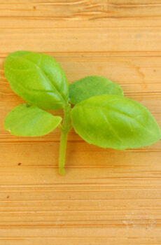 Albahaca